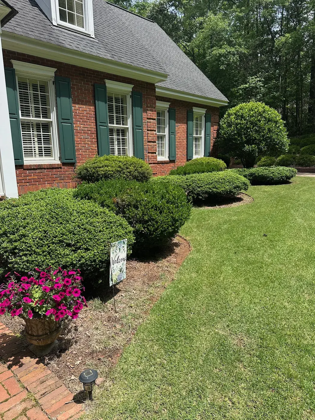 Petunias and sculpted shrubs in a pine straw bed along a brick walk