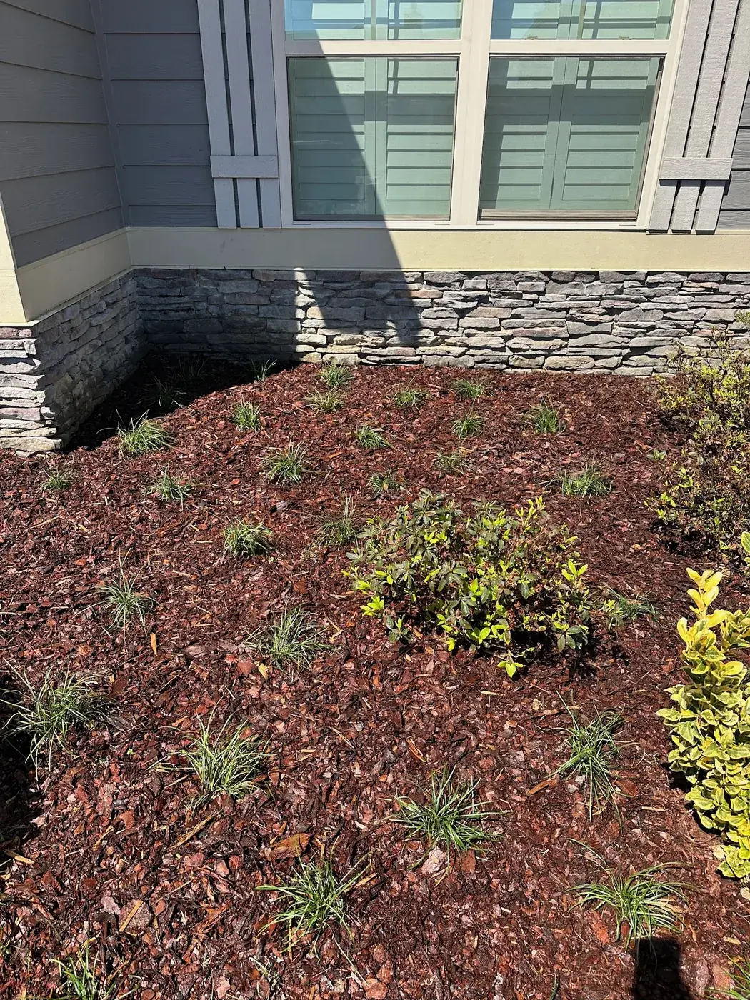 Fresh mulch around new shrub plantings at a stone foundation