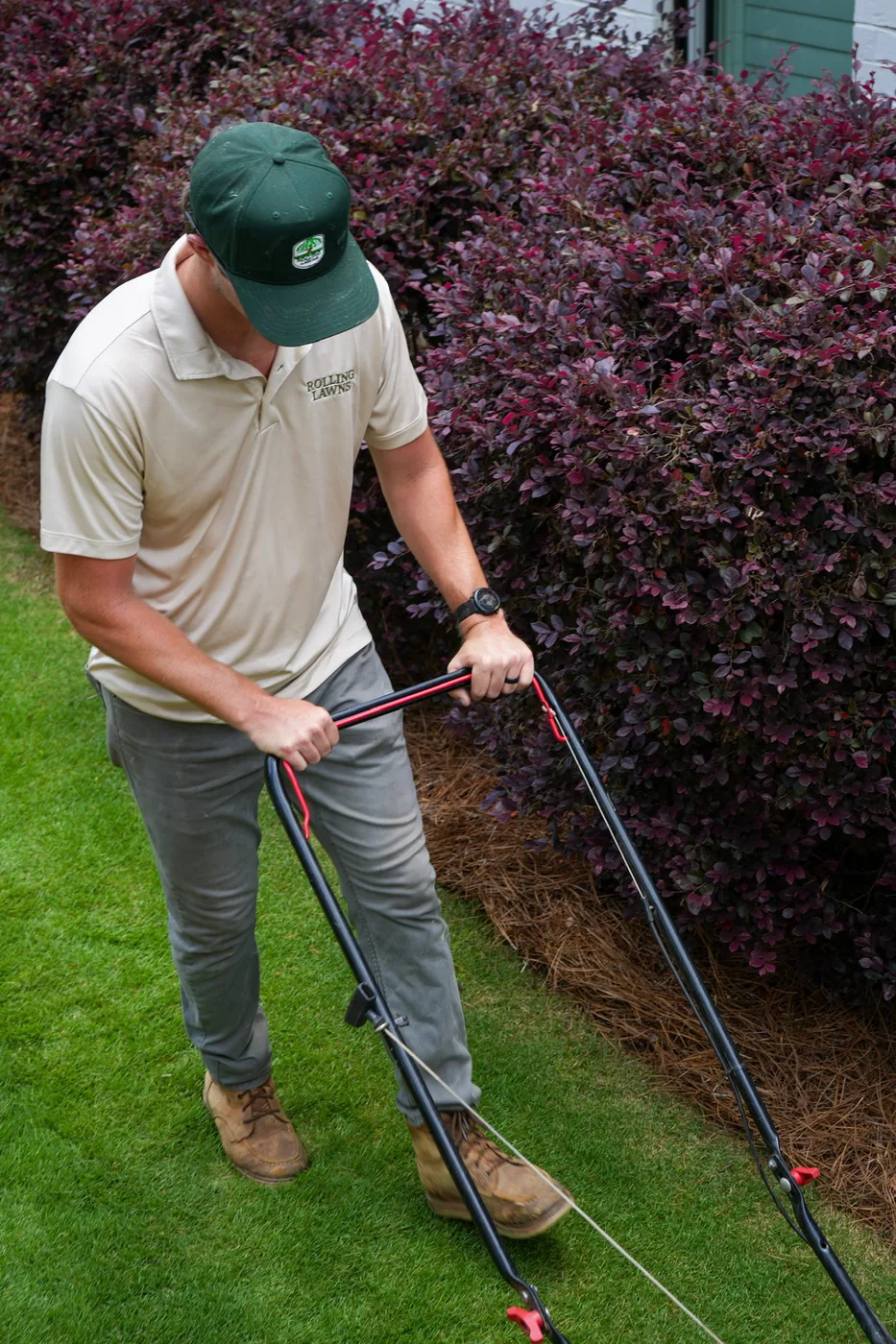 Trimming the bed edge beside purple loropetalum shrubs